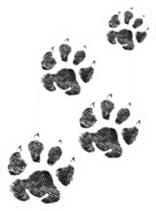 Paw Print Isolated On White Sticker