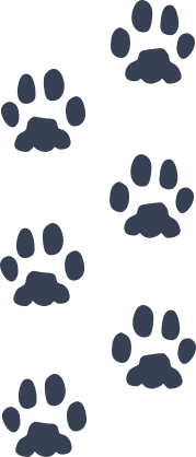 Paw Prints Sticker