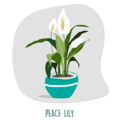 Peace Lily Illustration Indoor House Plants Sticker