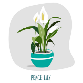 Peace Lily Illustration Indoor House Plants Sticker
