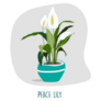 Peace Lily Illustration Indoor House Plants Sticker