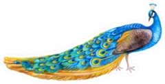 Peacock Bird Isolated Watercolor Illustration Sticker