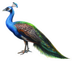 Peacock Drawing Realistic Sticker