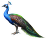 Peacock Drawing Realistic Sticker