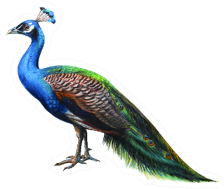 Peacock Drawing Realistic Sticker