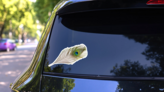 Peacock Feather On White Background Sticker on a Rear Car Window (New) example