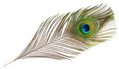 Peacock Feather On White Background Sticker
