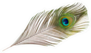 Peacock Feather On White Background Sticker