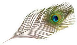 Peacock Feather On White Background Sticker