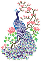 Peacock In Blossoms Isolated In White Background Sticker