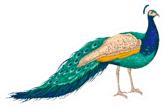 Peacock On White Background Hand Drawn Sticker