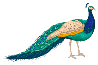 Peacock On White Background Hand Drawn Sticker