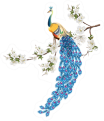Peacock Standing On Branch Of Plum Blossom Flowers Sticker