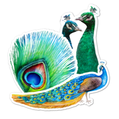 Peacock Thumbnail