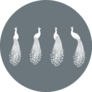 Peacock White Illustrations On Grey Sticker