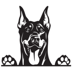 Peeking Doberman Sticker