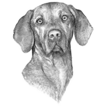 Pencil Sketch Vizsla Sticker