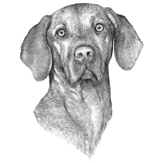 Pencil Sketch Vizsla Sticker