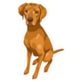Pet Portrait Vizsla Sticker