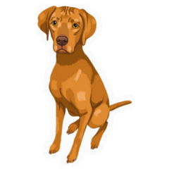 Pet Portrait Vizsla Sticker