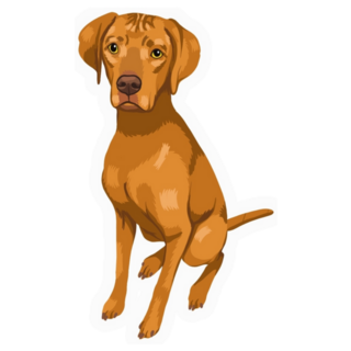 Pet Portrait Vizsla Sticker