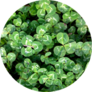 Photo Of Nature Plant Green Clover Sticker