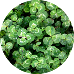 Photo Of Nature Plant Green Clover Sticker