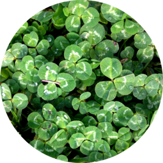 Photo Of Nature Plant Green Clover Sticker