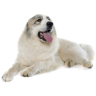 Photo Pyrenees Sticker