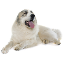 Photo Pyrenees Sticker