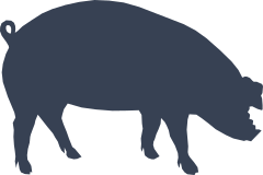 Pig Grazing Sticker