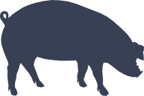 Pig Grazing Sticker