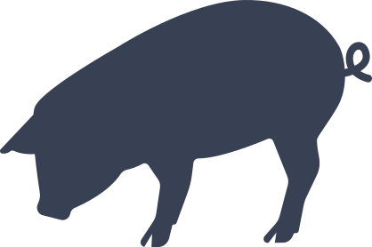 Pig Looking Down Sticker