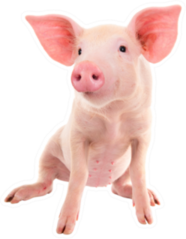 Pig On A White Background Sticker