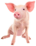 Pig On A White Background Sticker