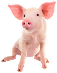 Pig On A White Background Sticker