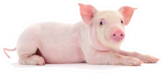 Piglet Laying Down Sticker