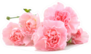 Pile Of Pink Carnations On White Sticker