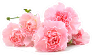 Pile Of Pink Carnations On White Sticker