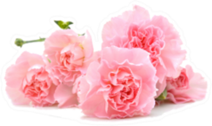 Pile Of Pink Carnations On White Sticker