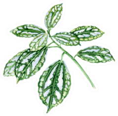 Pilea Leaves Tropical Plant Botanical Watercolor Sticker