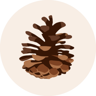 Pine Cone Illustration Sticker