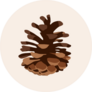 Pine Cone Illustration Sticker