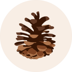 Pine Cone Illustration Sticker