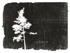Pine Silhouette On Grunge Background Illustration Sticker