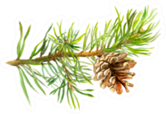 Pine Tree Branch With Cone Watercolor Sticker