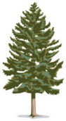 Pine Tree Sketch In Color Sticker