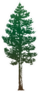 Pine Trees Isolated On White Sticker