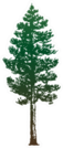 Pine Trees Isolated On White Sticker