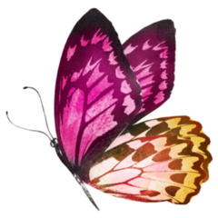 Pink and Gold Watercolor Butterfly Sticker